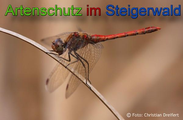 Bild zum Eintrag (1131360-160)