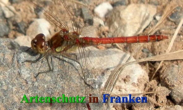 Bild zum Eintrag (1131363-160)