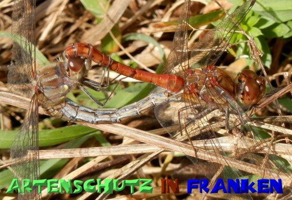 Bild zum Eintrag (1131370-160)