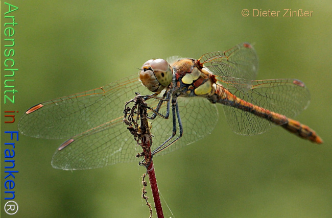 Bild zum Eintrag (1131380-160)