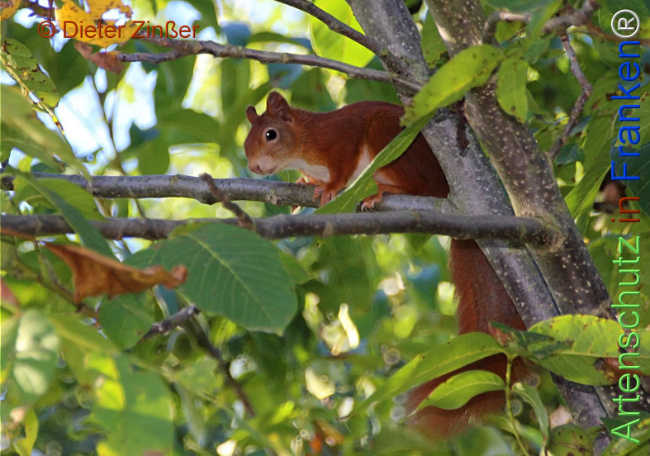 Bild zum Eintrag (1131407-160)