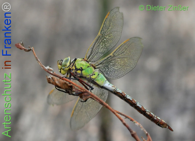 Bild zum Eintrag (1131479-160)