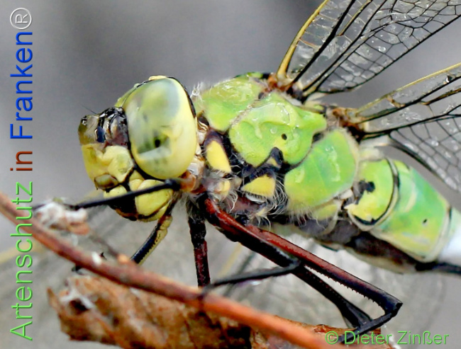 Bild zum Eintrag (1131480-160)