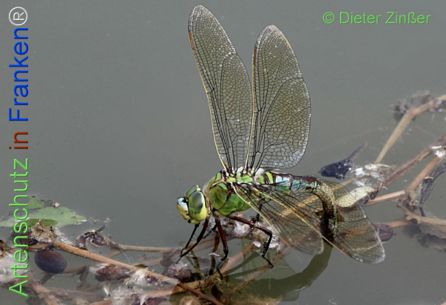 Bild zum Eintrag (1131481-160)