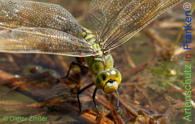 Bild zum Eintrag (1131482-160)