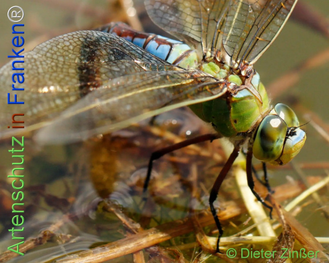 Bild zum Eintrag (1131483-160)