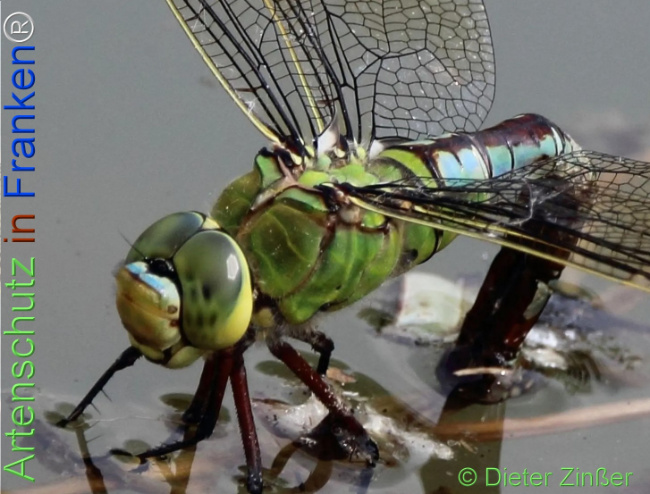 Bild zum Eintrag (1131484-160)