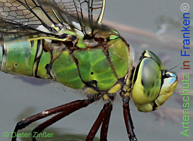 Bild zum Eintrag (1131485-160)