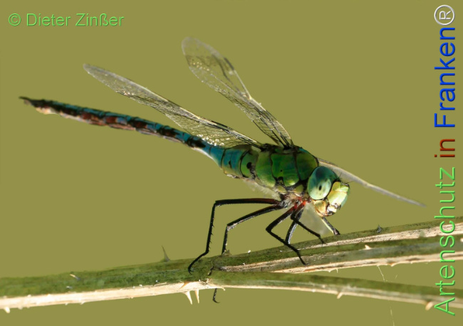 Bild zum Eintrag (1131486-160)