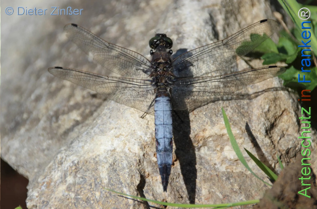 Bild zum Eintrag (1131662-160)