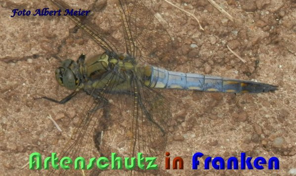 Bild zum Eintrag (1131664-160)