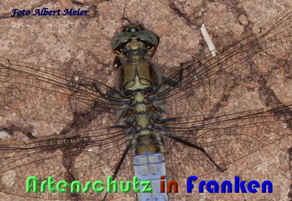 Bild zum Eintrag (1131665-160)