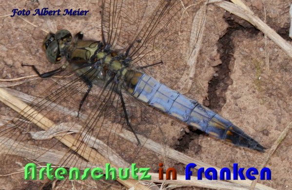 Bild zum Eintrag (1131666-160)