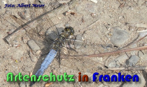 Bild zum Eintrag (1131667-160)