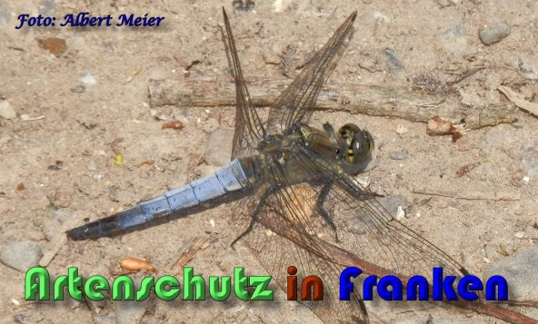 Bild zum Eintrag (1131668-160)