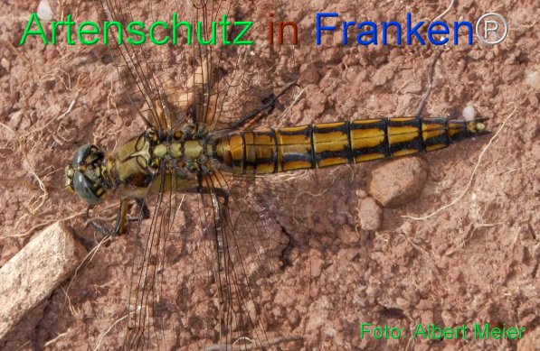 Bild zum Eintrag (1131671-160)