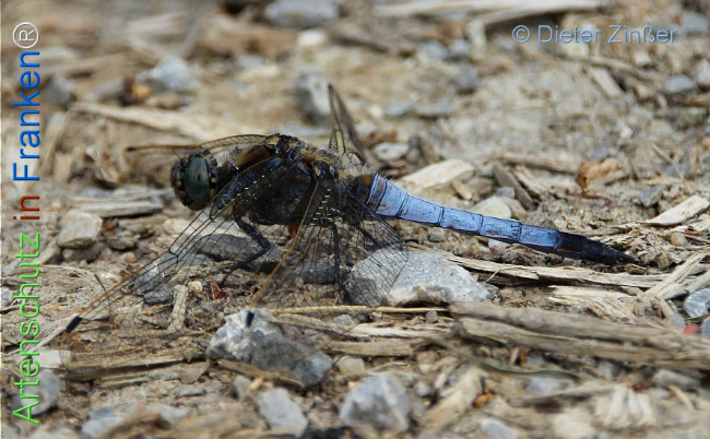 Bild zum Eintrag (1131675-160)