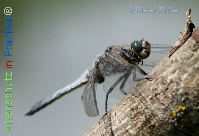 Bild zum Eintrag (1131676-160)