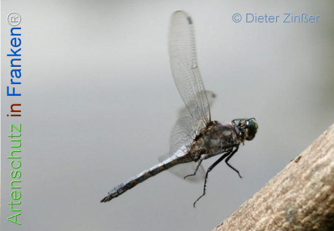 Bild zum Eintrag (1131677-160)