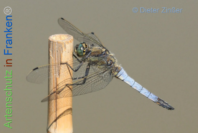 Bild zum Eintrag (1131683-160)