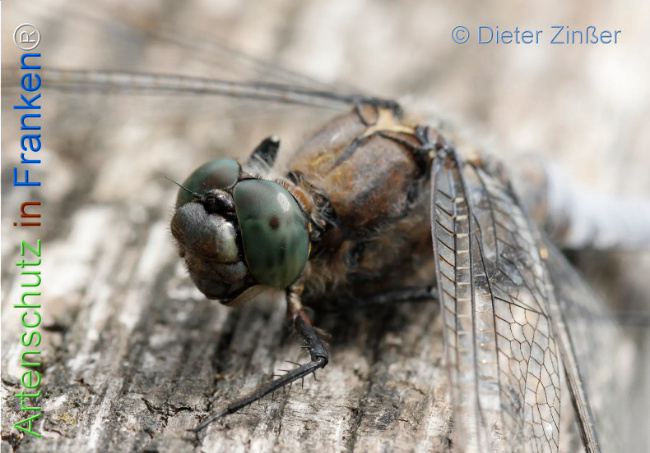 Bild zum Eintrag (1131684-160)