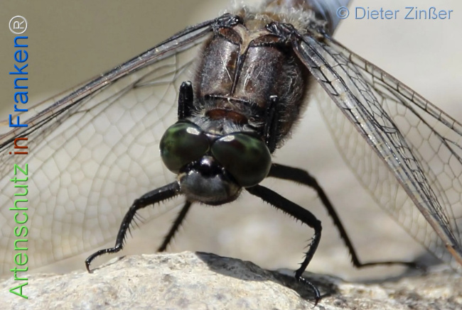 Bild zum Eintrag (1131685-160)