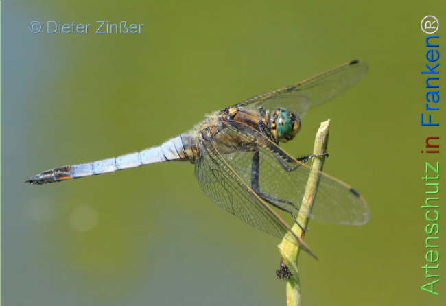 Bild zum Eintrag (1131689-160)