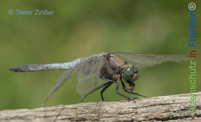 Bild zum Eintrag (1131690-160)