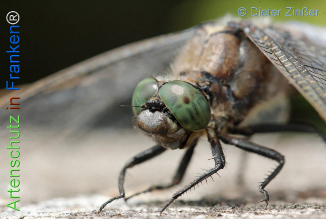 Bild zum Eintrag (1131691-160)