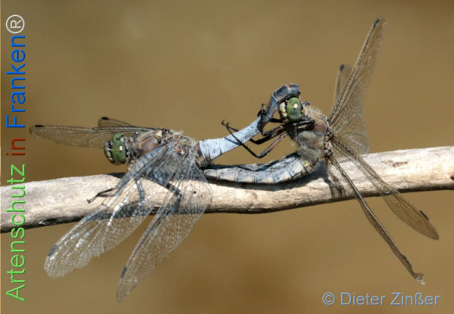 Bild zum Eintrag (1131693-160)