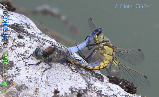 Bild zum Eintrag (1131694-160)