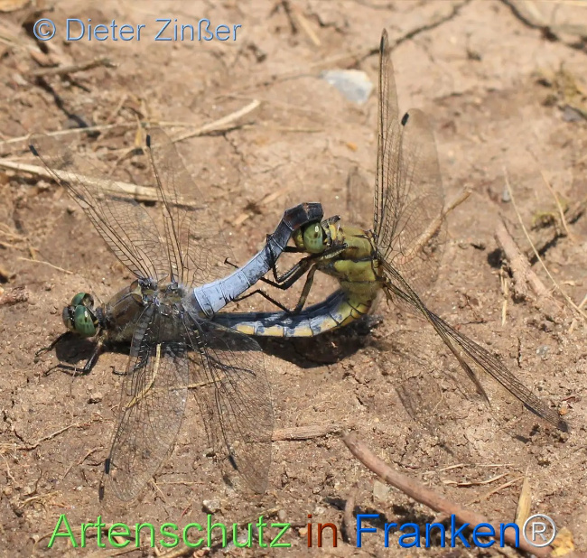 Bild zum Eintrag (1131695-160)