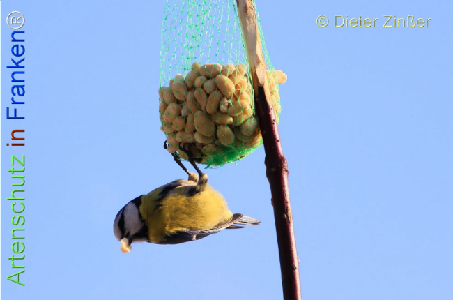 Bild zum Eintrag (1131733-160)