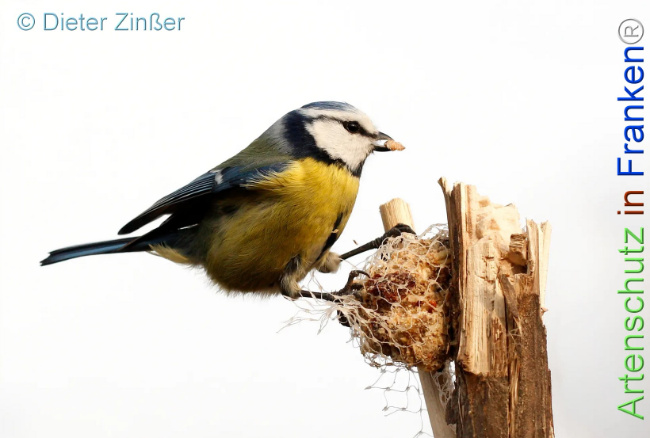 Bild zum Eintrag (1131743-160)