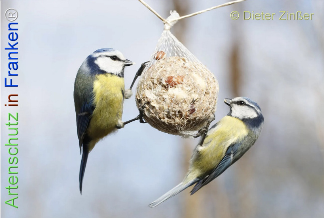 Bild zum Eintrag (1131745-160)