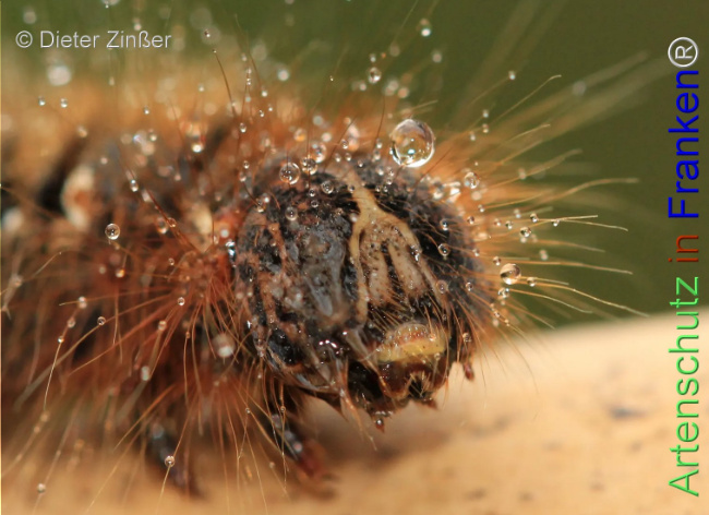 Bild zum Eintrag (1131860-160)