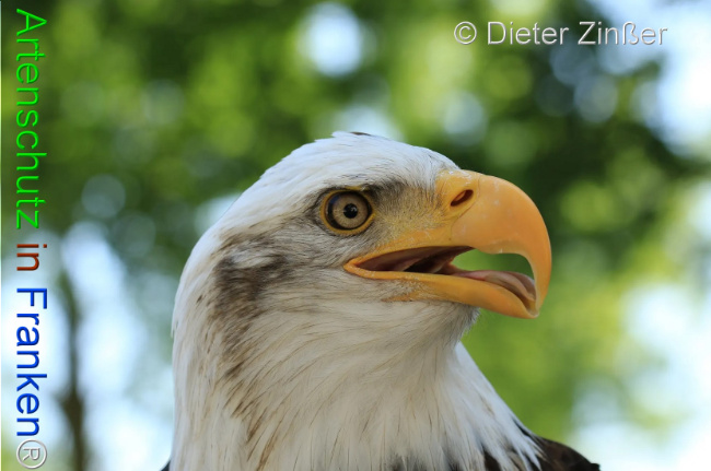 Bild zum Eintrag (1132037-160)