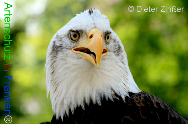 Bild zum Eintrag (1132038-160)