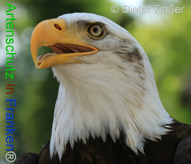 Bild zum Eintrag (1132044-160)