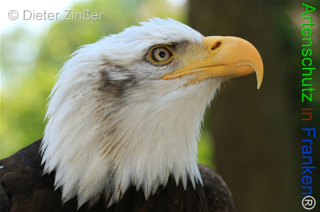 Bild zum Eintrag (1132045-160)