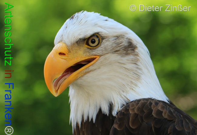 Bild zum Eintrag (1132048-160)