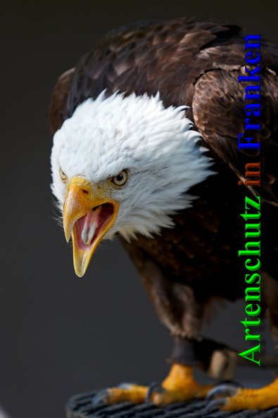 Bild zum Eintrag (1132053-160)