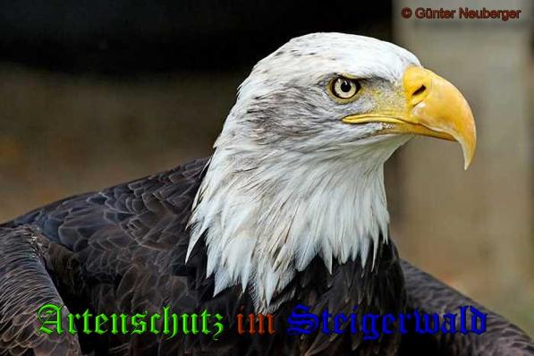 Bild zum Eintrag (1132054-160)