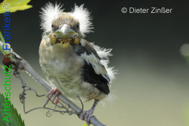 Bild zum Eintrag (1132113-160)