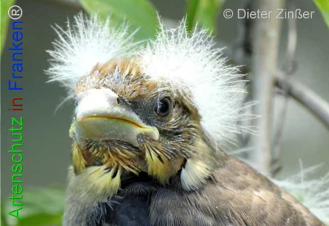 Bild zum Eintrag (1132120-160)