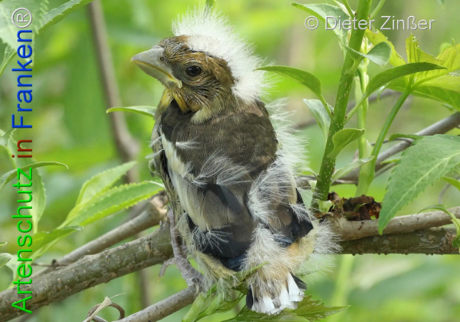 Bild zum Eintrag (1132126-160)