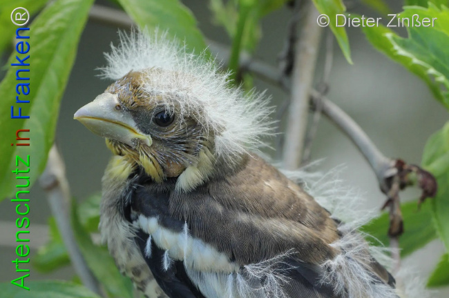 Bild zum Eintrag (1132127-160)