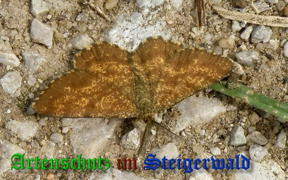 Bild zum Eintrag (1132325-160)