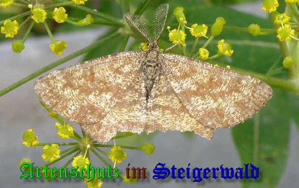 Bild zum Eintrag (1132326-160)