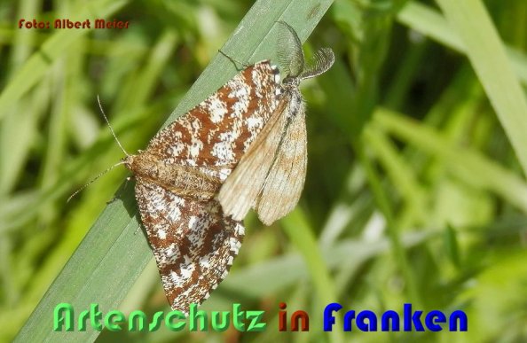 Bild zum Eintrag (1132327-160)